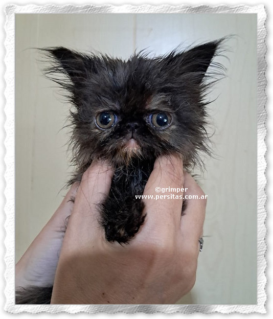 Grimper Kiki